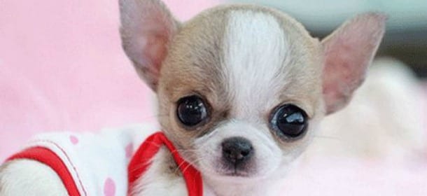 Chihuahua, è boom di rapimenti: sono 3.350 i cani scomparsi nel 2015