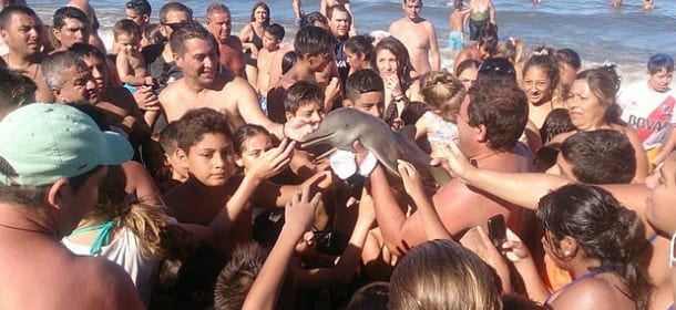 Baby delfino ucciso dai turisti: volevano un selfie e non lo hanno mai rimesso in acqua