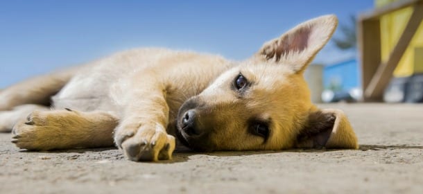 Cani e depressione: a rischio quelli che rimangono soli per più di 4 ore