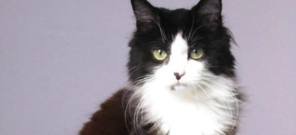 La gatta è morta e il New York Times pubblica il suo necrologio: “Era come una figlia”