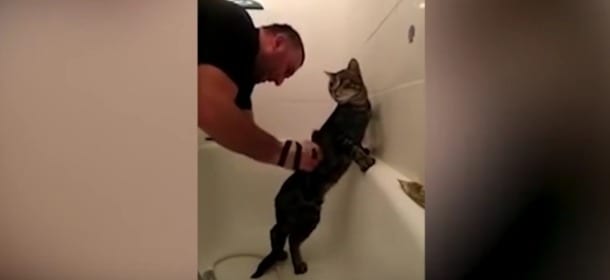Il gatto fa il bagno: il momento dello shampoo è quello che ama di più [VIDEO]