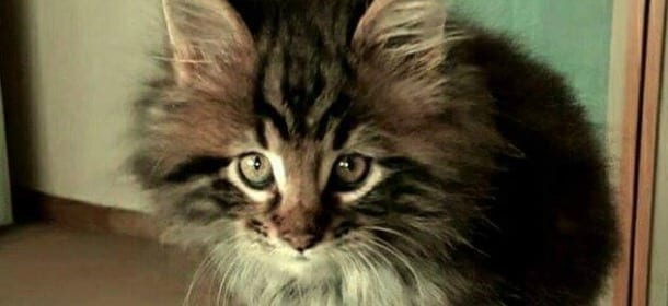 Gatti e Felv: cos’è davvero la leucemia felina e come tenerla sotto controllo