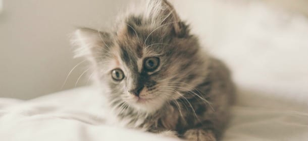 Gatti: 10 modi in cui dimostrano amore ai loro proprietari