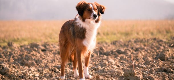 Come insegnare il richiamo ai cani con una parola chiave, un premio e tanta pazienza