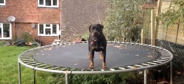 Il cane prova il tappeto elastico: la reazione è esilarante [VIDEO]