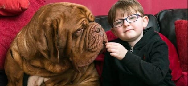 Alfie, il cane gigante che ha salvato la vista al piccolo Mark
