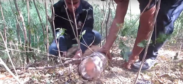 Un cane ha il muso in una bottiglia di plastica: viene liberato e la sua gioia è incontenibile