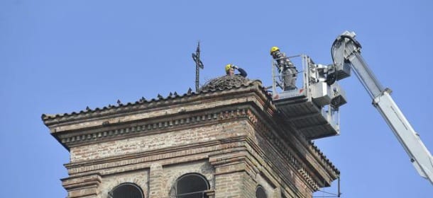 Le cicogne vivono sul campanile da 7 anni, ma il nuovo prete ordina di sgomberare il nido