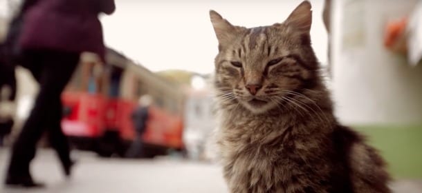 ‘Kedi’, il film sui gatti di Istanbul: esseri speciali trattati con estremo rispetto [VIDEO]