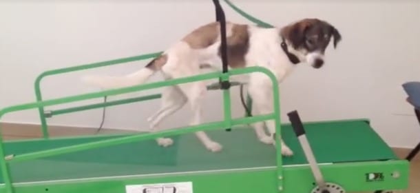 Investita e lasciata sul ciglio della strada, la cagnolina ha una nuova vita grazie ai social