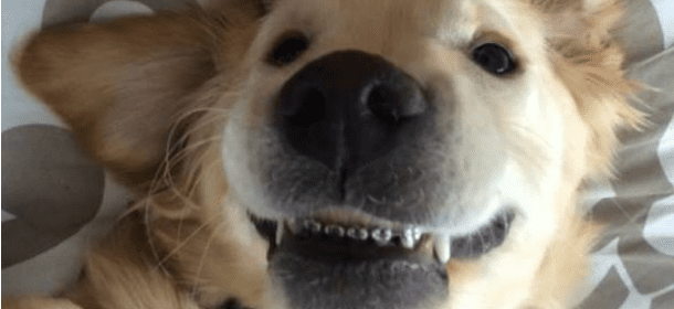 Il cane Wesley ha l’apparecchio per i denti: e il suo sorriso metallico conquista il web