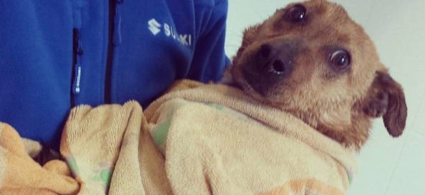 Come aiutare un cane avvelenato: nozioni di primo soccorso