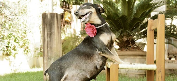 La cagnolina incinta posa per un servizio fotografico: il suo sorriso conquista il web