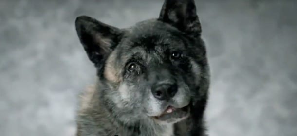 Combattimenti tra cani: un video per dire basta commuove il web e diventa virale