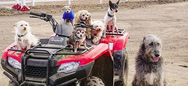 L'uomo che adotta solo cani anziani e rifarebbe questa scelta ogni volta