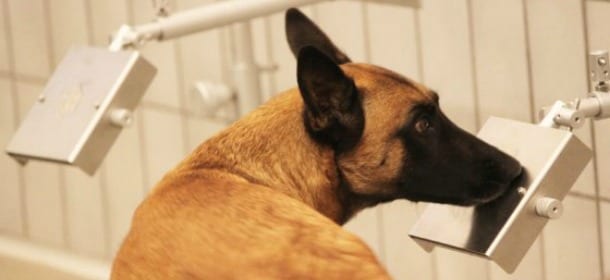 Milano, 8 cani e un naso elettronico “fiutano” il tumore a uno stadio iniziale