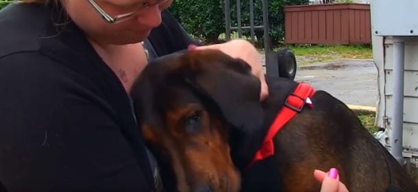 Il cane vissuto in catene viene liberato e accarezzato per la prima volta [VIDEO]