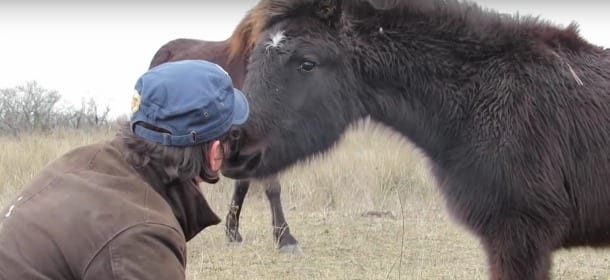 Il cavallo ringrazia l’uomo che gli ha tolto le catene: ora anche lui può correre [VIDEO]
