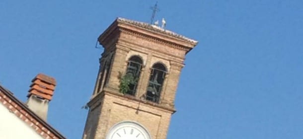 Le cicogne di Quartiano hanno vinto: resteranno sul "loro" campanile