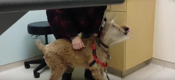 Il cane cieco viene operato e vede la sua famiglia per la prima volta [VIDEO]