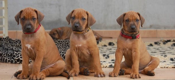 Come calcolare l'età del cane in anni umani e non sbagliare