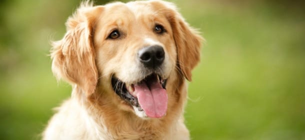 Cani e malati psichiatrici insieme per ricominciare a vivere: il progetto vincente dell’Asl di Torino