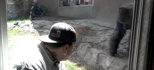 Il gorilla ha qualcosa da dire ai visitatori dello zoo e il messaggio è chiaro [VIDEO]