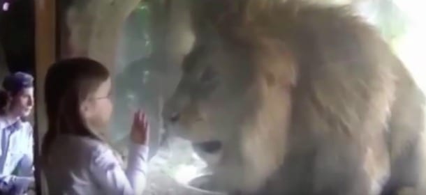 La bambina allo zoo dà un bacio al leone: la reazione è inaspettata [VIDEO]