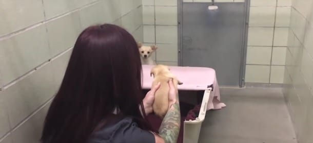 Mamma cane ritrova i suoi cuccioli: il video della reunion è commovente