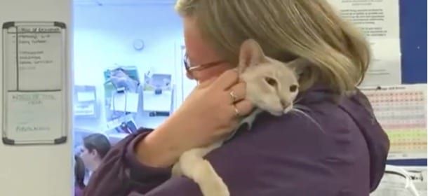 Un gatto chiuso 8 giorni in una scatola: era stato spedito "per errore" [VIDEO]