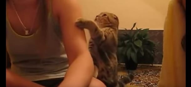 Quando un gatto vuole le coccole sa perfettamente come ottenerle [VIDEO]