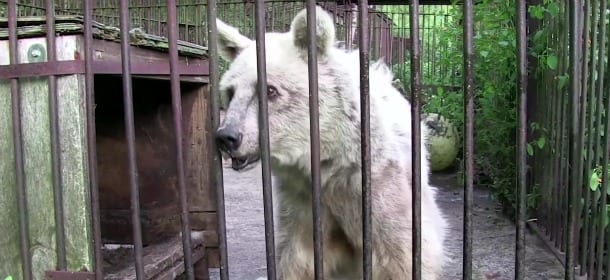 Dopo 30 anni in una gabbia, l’orso viene liberato: la trasformazione è incredibile [VIDEO]