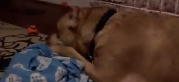 Il cane piange sulla sua copertina: è stato nuovamente abbandonato [VIDEO]