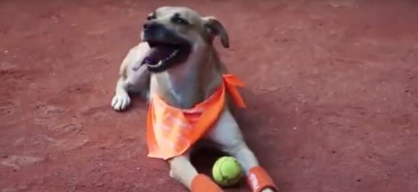 Tennis, arrivano i ball dogs: ex randagi “assunti” come raccattapalle [VIDEO]
