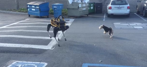 Un cane robot sfida un cane in carne e ossa: chi vincerà? [VIDEO]