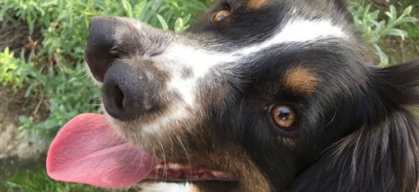 Il cane è nato con 2 nasi e nessuno lo voleva: oggi è una star del web