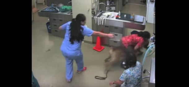 Il cane fugge dal veterinario: quello che fa per non farsi visitare è sorprendente [VIDEO]