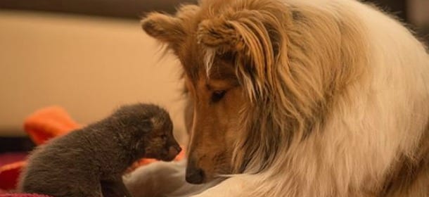 Un cucciolo di volpe perde la mamma: un Collie l'adotta e lo cresce come suo