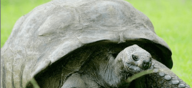 La tartaruga più vecchia del mondo ha 184 anni
