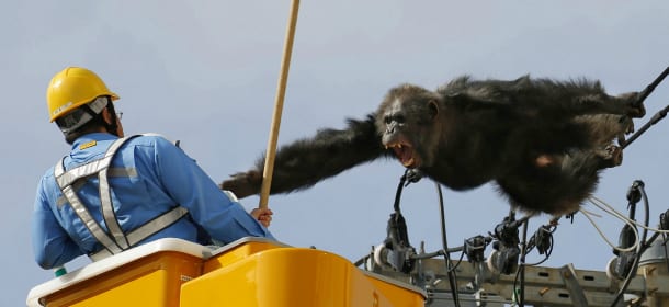 L’incredibile storia dello scimpanzè  che imita King Kong