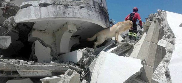 Dayko: il cane eroe che ha salvato sette persone durante il terremoto in Ecuador