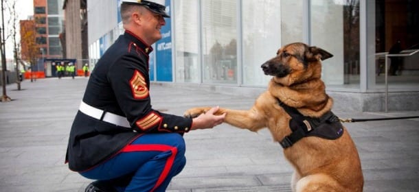 Ha perso la zampa in missione: Lucca, il cane dei marines riceve la medaglia al valore