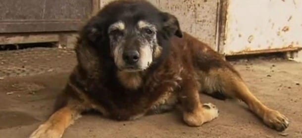 Morto il cane più vecchio del mondo: aveva 30 anni