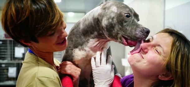 Betsy, il cane che non voleva più combattere ora bacia chi l'ha salvato