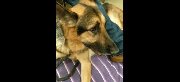Il cane malato rende omaggio ai proprietari e “canta” per loro un’ultima volta [VIDEO]