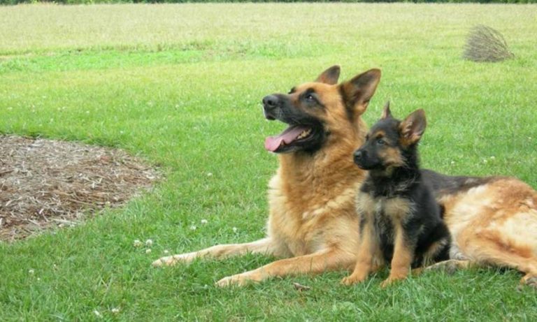 Cani: 7 razze perfette per vivere con gli esseri umani (anche) in casa