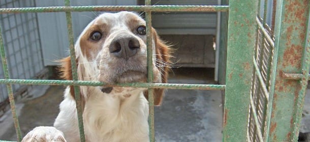 Canili di Roma, arriva il bando di gara europea. E l'Anac denuncia gli sprechi