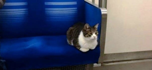 Il gatto che prende la metro