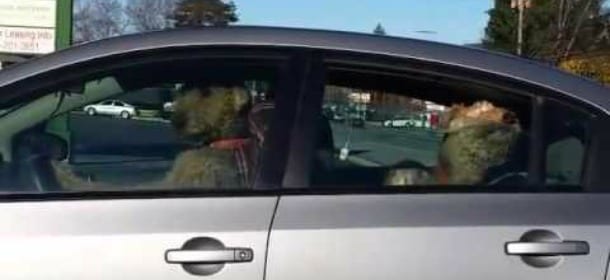 Il cane in auto suona il clacson: è stanco di aspettare il proprietario [VIDEO]