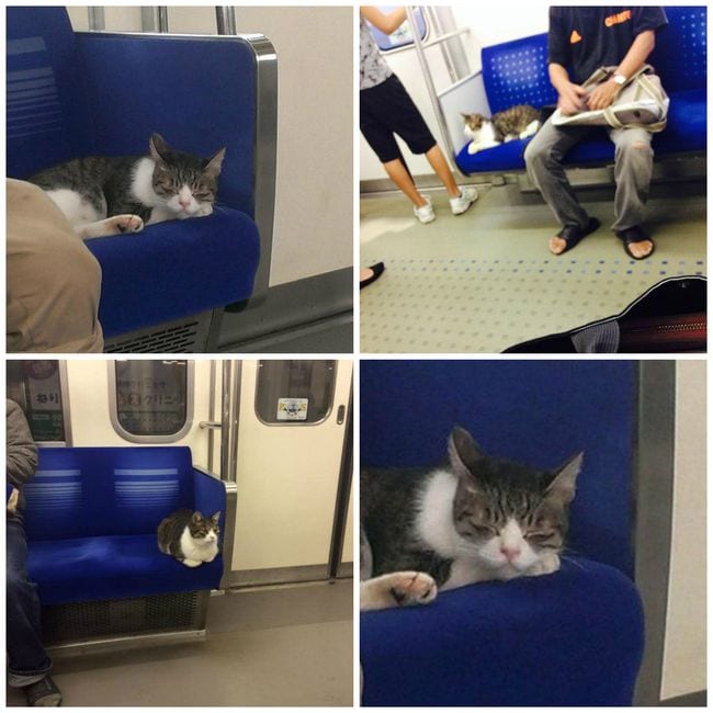 Il gatto che prende la metro